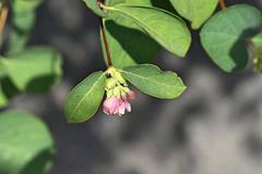 Symphoricarpos albus