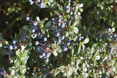 Berberis darwinii