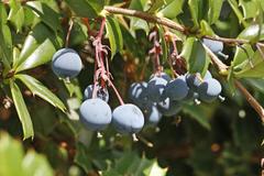 Berberis darwinii