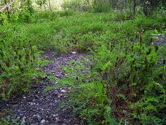 Astragalus schelichowii
