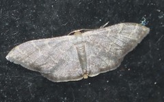Idaea coercita