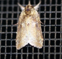 Nycteola indica