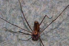 Forsteropsalis marplesi