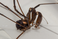 Forsteropsalis marplesi