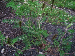 Astragalus schelichowii
