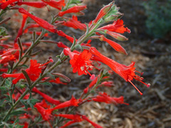 Epilobium canum angustifolium