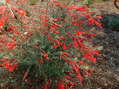 Epilobium canum angustifolium