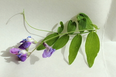 Lathyrus palustris pilosus