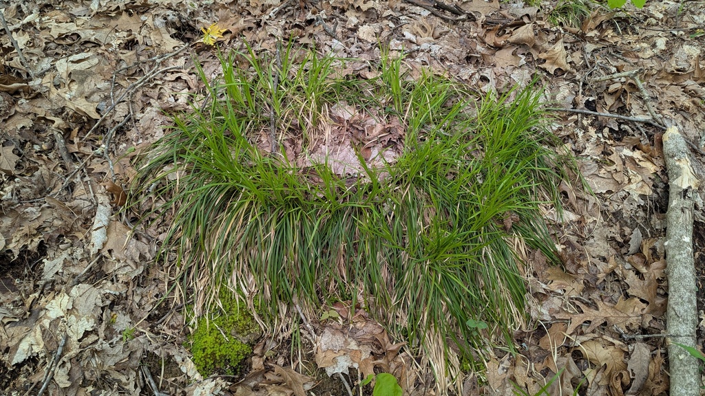 Painted Sedge