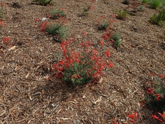 Epilobium canum angustifolium