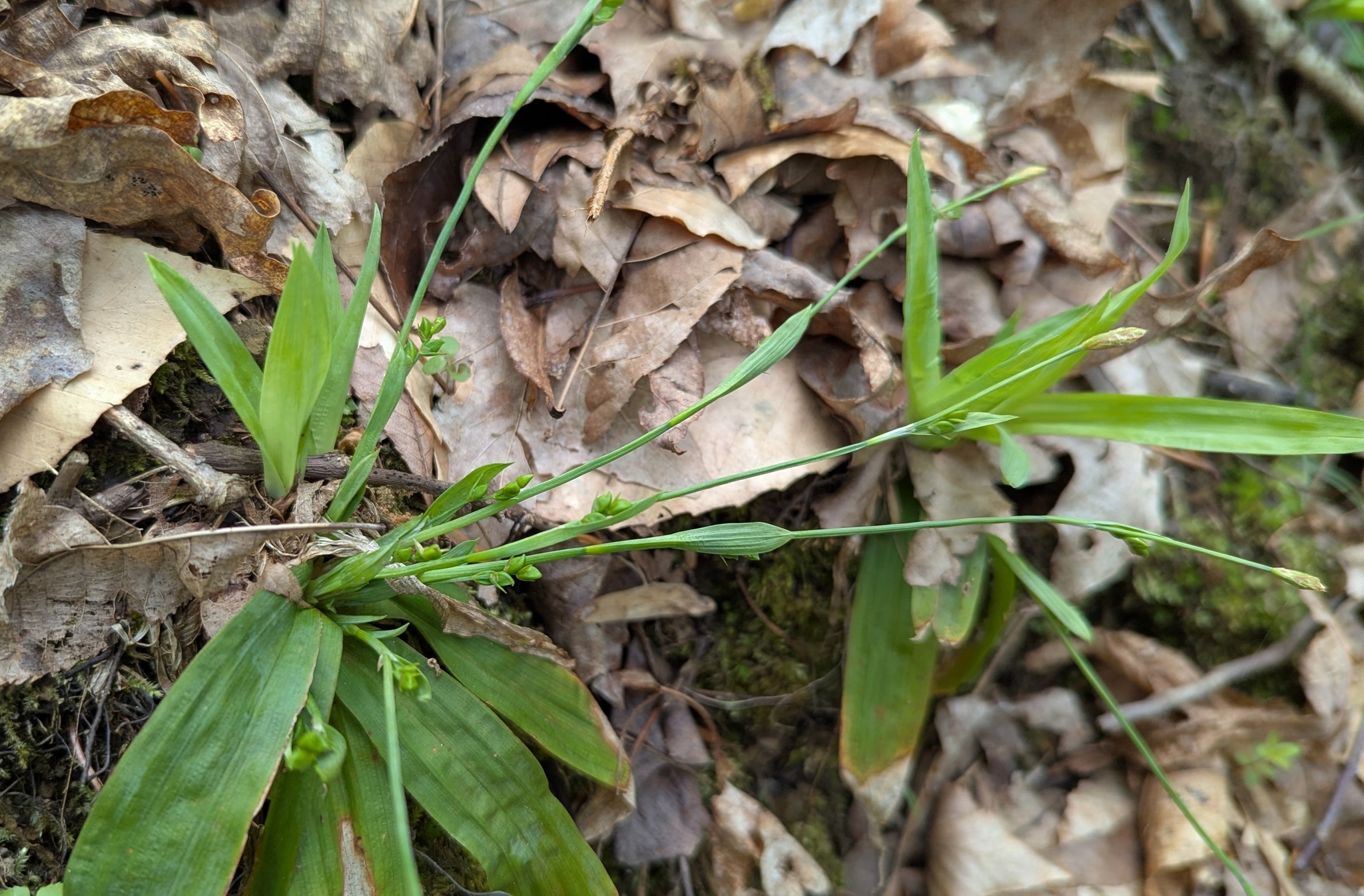 Carex platyphylla