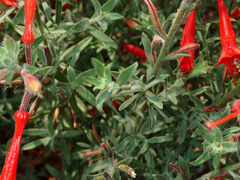Epilobium canum angustifolium