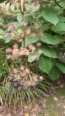 Aralia