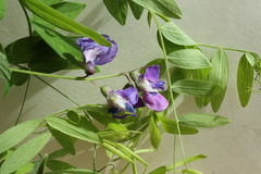 Lathyrus palustris pilosus