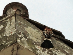 Upupa epops africana