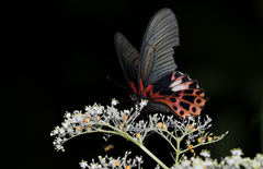 Papilio thaiwanus