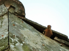 Upupa epops africana