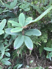 Rhododendron championiae