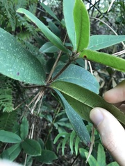Rhododendron championiae
