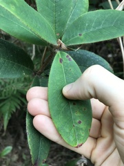 Rhododendron championiae