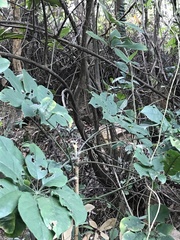 Rhododendron championiae