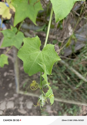 Sponge Gourd