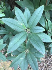 Rhododendron championiae