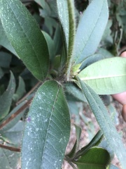 Rhododendron championiae
