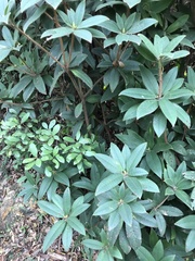 Rhododendron championiae
