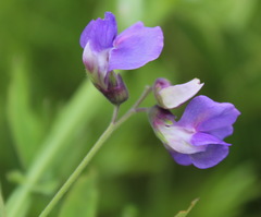 Lathyrus palustris pilosus