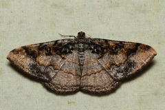 Hypephyra terrosa