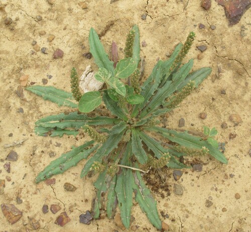 Image of Plantago rhodosperma by (c) Linda Jo Conn, some rights reserved (CC BY)
