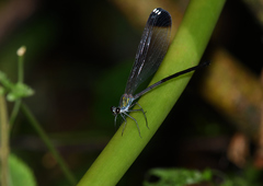 Psolodesmus mandarinus dorothea
