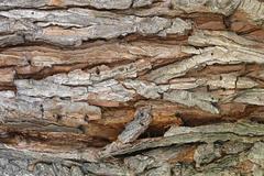 Angiospermae