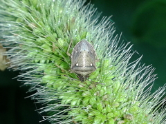 Eysarcoris ventralis