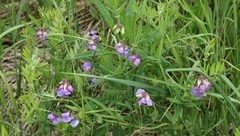 Lathyrus palustris pilosus