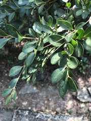 Syzygium buxifolium