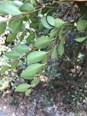 Syzygium buxifolium