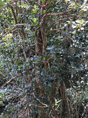 Syzygium buxifolium