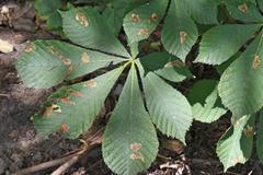 Cameraria ohridella