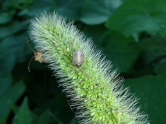 Eysarcoris ventralis