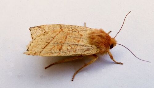 Citrine Sallow photo 2