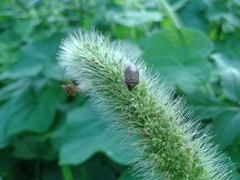 Eysarcoris ventralis