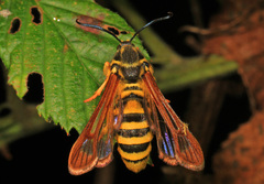 Pennisetia marginatum