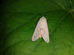 Spilarctia subcarnea