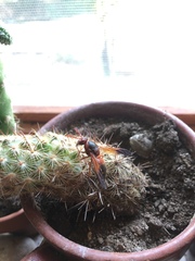 Rhynchium