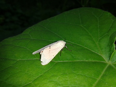 Spilarctia subcarnea