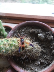 Rhynchium