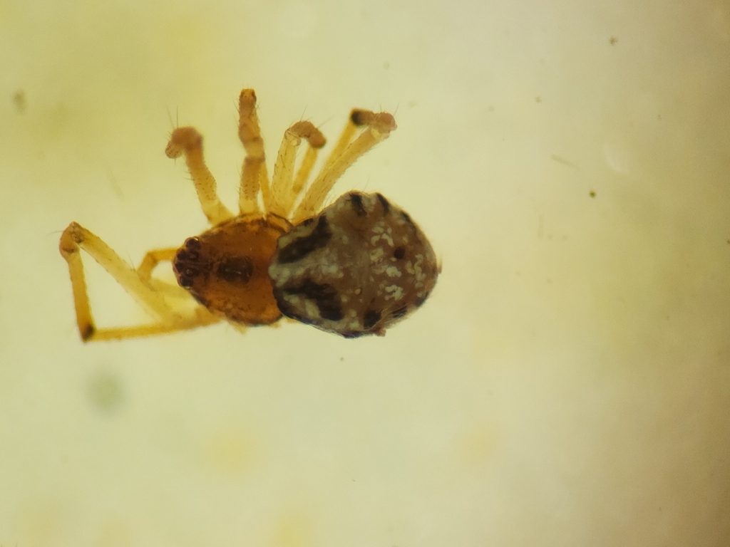 Theridion argentatulum