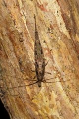 Nesomachilis